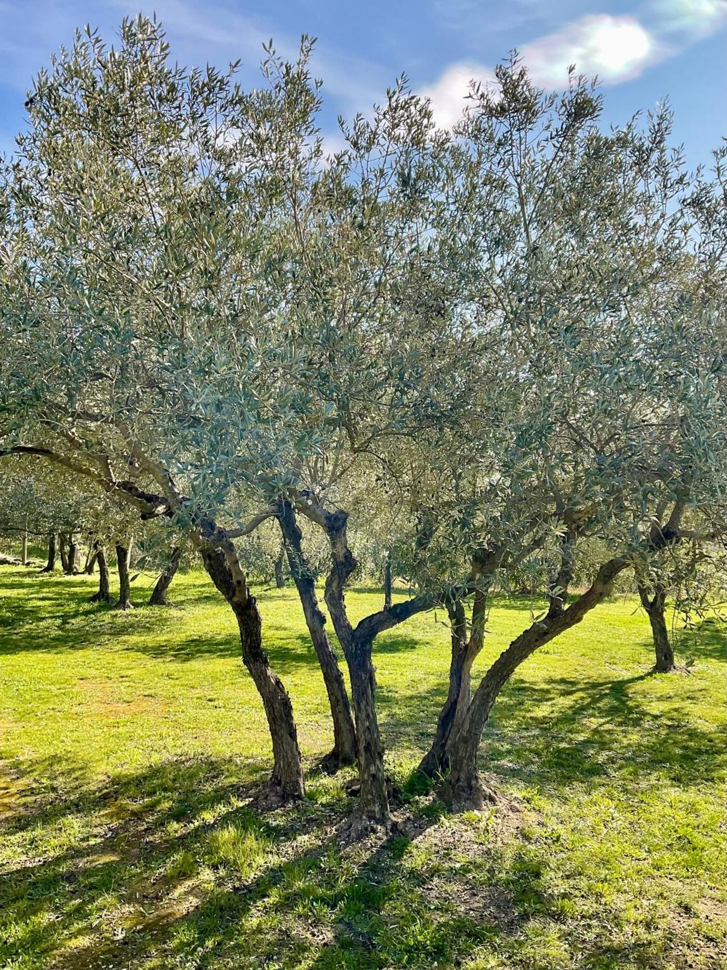 ゴルド Provence Km28 Bed & Breakfast エクステリア 写真